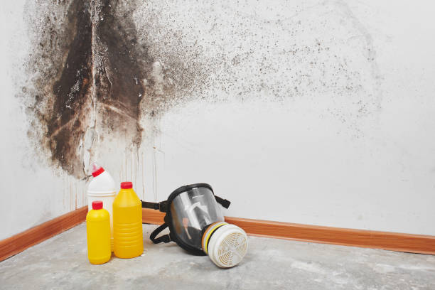 Best Mold Cleaning Services  in Carpendale, WV