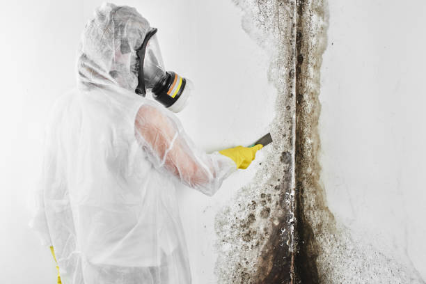 Best Mold Damage Repair  in Carpendale, WV