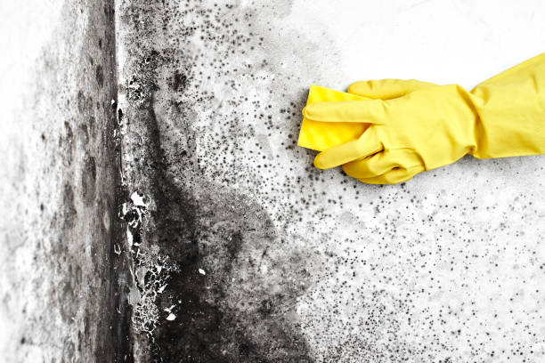 Best Attic Mold Removal  in Carpendale, WV