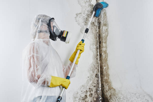 Best Mold Removal Near Me  in Carpendale, WV