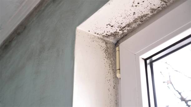 Best Best Mold Removal Companies  in Carpendale, WV