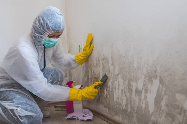 Best Crawl Space Mold Removal  in Carpendale, WV