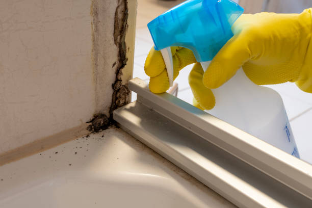 Best Mold Damage Repair  in Carpendale, WV