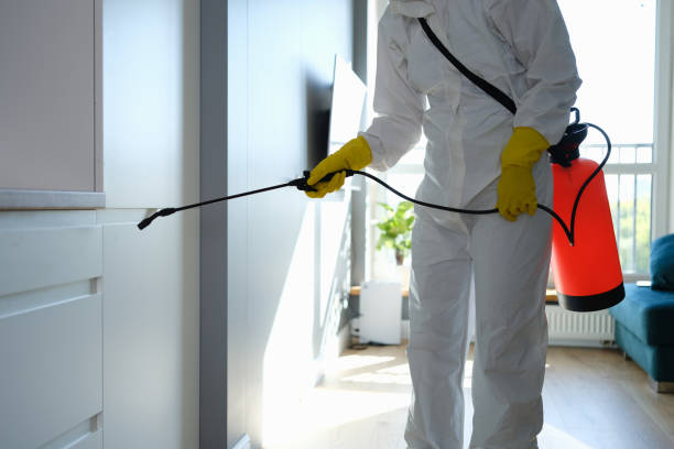 Best Best Mold Removal Companies  in Carpendale, WV