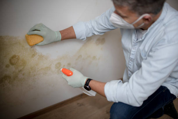 Best Mold Cleaning Services  in Carpendale, WV
