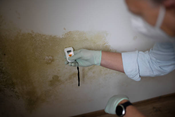 Best Residential Mold Removal  in Carpendale, WV