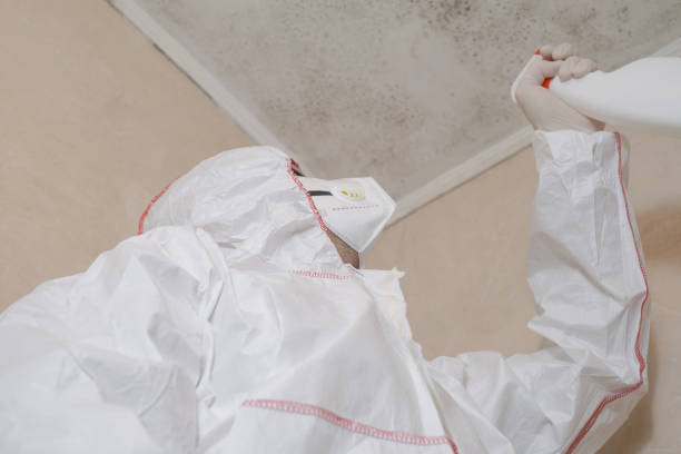 Best Home Mold Removal  in Carpendale, WV