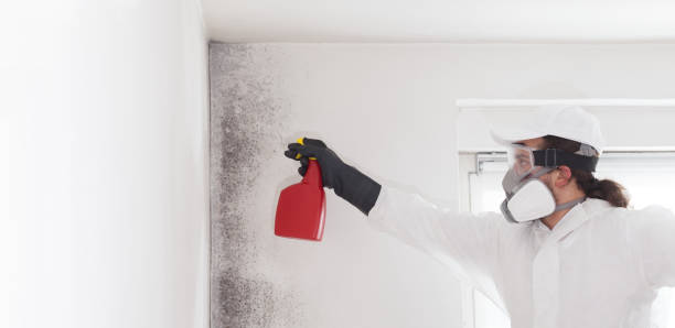 Best Mold Removal Company Near Me  in Carpendale, WV