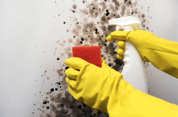 Best Residential Mold Removal  in Carpendale, WV