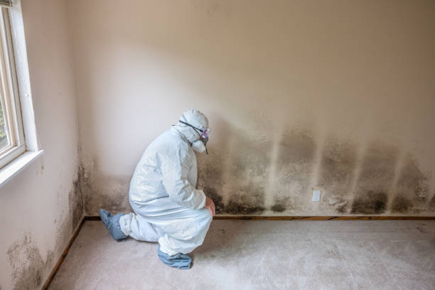 Best Home Mold Removal  in Carpendale, WV