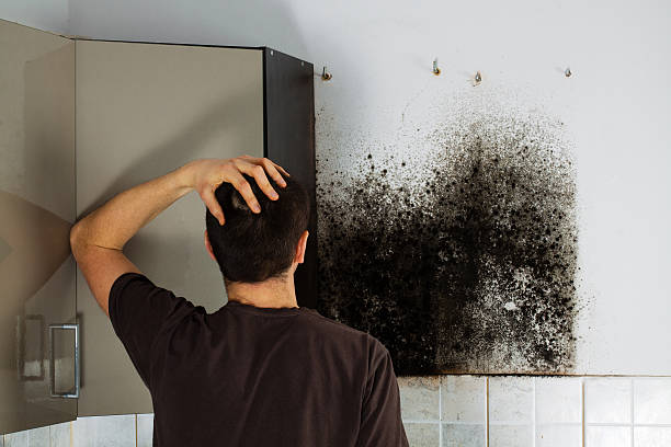 Best Local Mold Removal Service  in Carpendale, WV